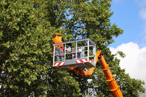 Best Tree Removal  in Southern Pines, NC