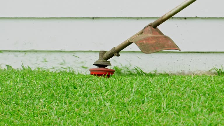 Best Lawn Disease Treatment  in Southern Pines, NC